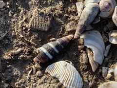 Batillaria zonalis