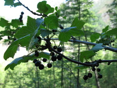 Ribes altissimum