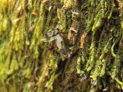 Hymenophyllum armstrongii