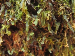 Hymenophyllum armstrongii