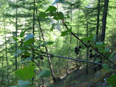 Ribes altissimum