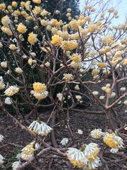 Edgeworthia
