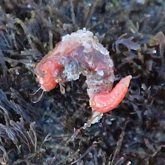 Hyboscolex pacificus