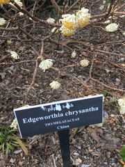 Edgeworthia