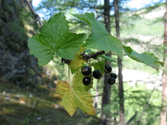 Ribes altissimum