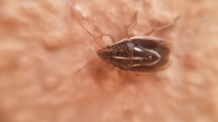 Aelia albovittata