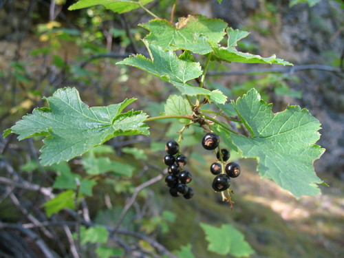 Ribes altissimum