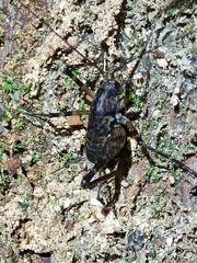 Macropathini