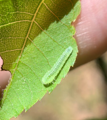 Periclista marginicollis