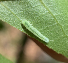 Periclista marginicollis
