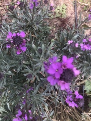 Erysimum linifolium