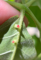 Caryomyia striolata