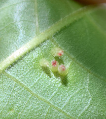 Caryomyia striolata