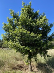 Afrocarpus falcatus