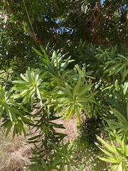 Afrocarpus falcatus