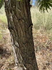 Afrocarpus falcatus