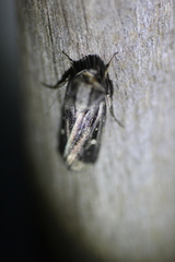 Proteuxoa chrysospila