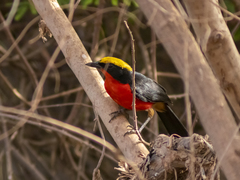 Laniarius barbarus