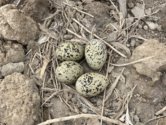 Recurvirostra avosetta