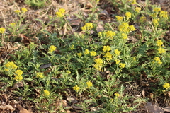 Rorippa sinuata