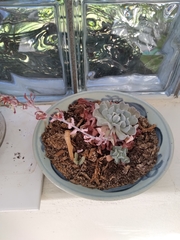 Echeveria runyonii