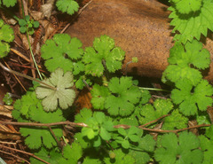 Hydrocotyle elongata