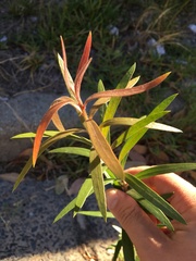 Melaleuca viminalis viminalis