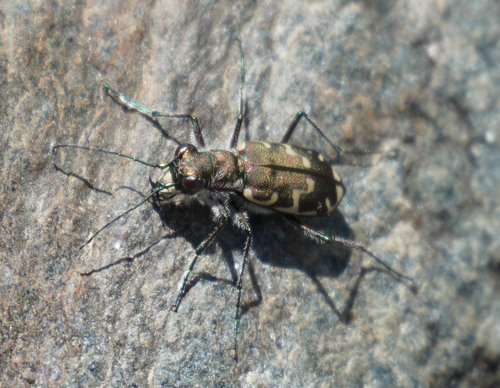 Bronzed Tiger Beetle photo 4