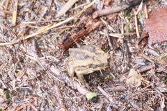 Rhinella marina