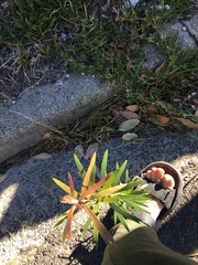 Melaleuca viminalis viminalis