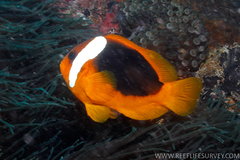 Australian Anemonefish photo 3