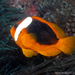 Pez Payaso Rojo del Noroeste - Photo (c) Graham Edgar / Reef Life Survey., algunos derechos reservados (CC BY)