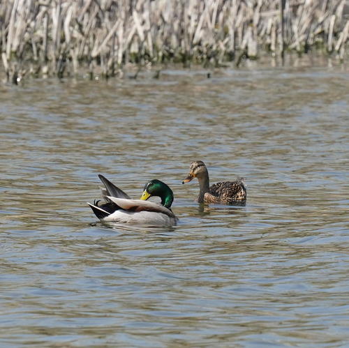 Mallard photographed in South Dakota