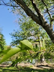 Prunus