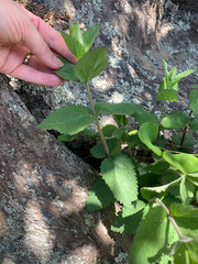 Eupatorium pubescens