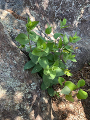 Eupatorium pubescens