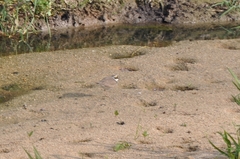 Charadrius dubius