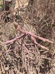 Cylindropuntieae