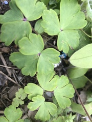 Aquilegia atrata