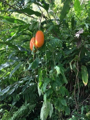 Momordica cochinchinensis