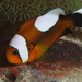 Saddleback Anemonefish - Photo (c) Klaus Stiefel, some rights reserved (CC BY-NC)