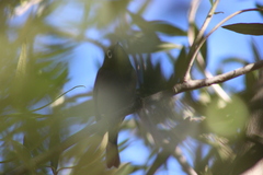 Zosterops virens capensis