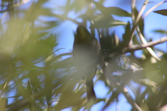 Zosterops virens capensis