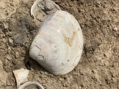 Meretrix lyrata