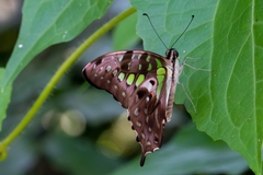 Graphium agamemnon