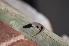 Lygodactylus capensis