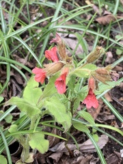 Pulmonaria rubra