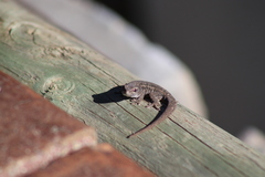 Lygodactylus capensis