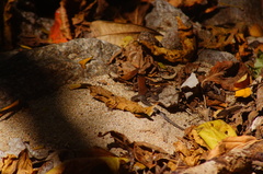 Aspidoscelis guttatus