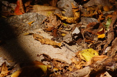 Aspidoscelis guttatus